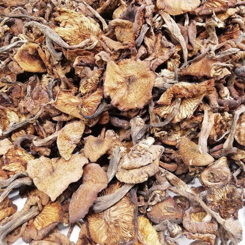 长白山小黄蘑东北蘑菇
