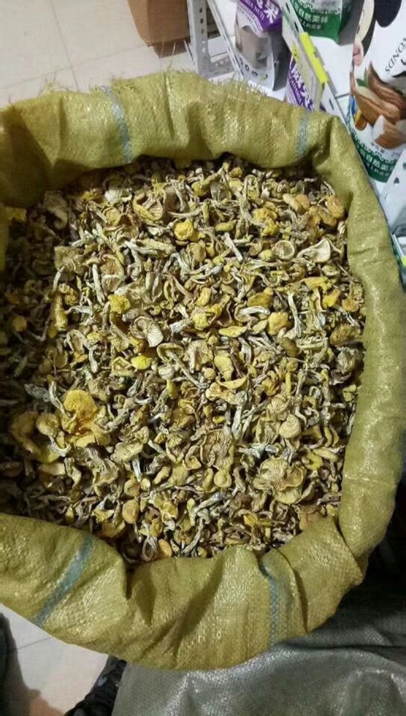 长白山小黄蘑东北蘑菇
