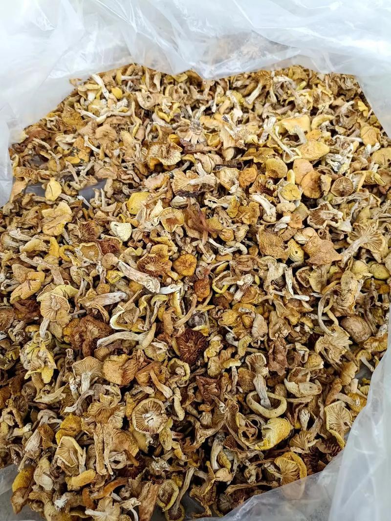 长白山小黄蘑东北蘑菇