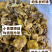 长白山小黄蘑东北蘑菇