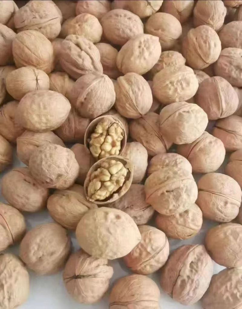 浙江义乌大量批发核桃