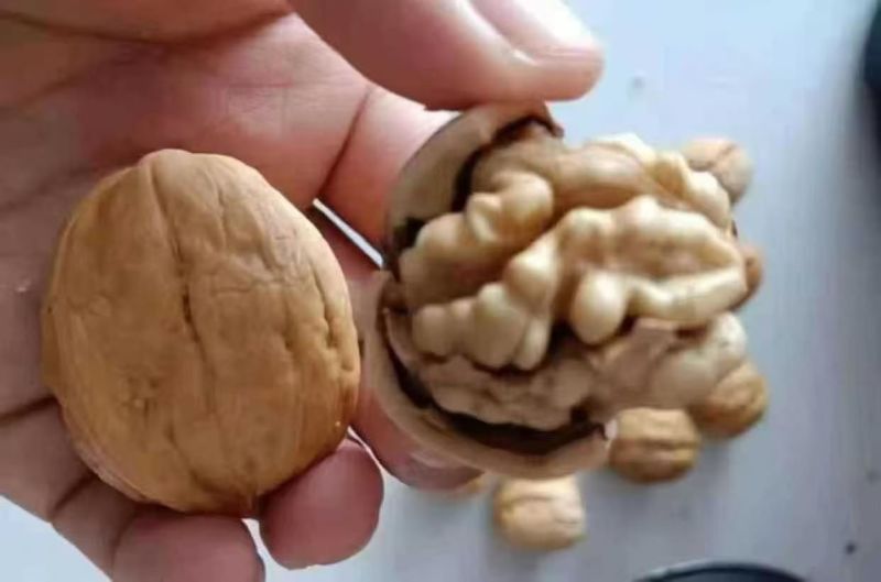 浙江义乌大量批发核桃