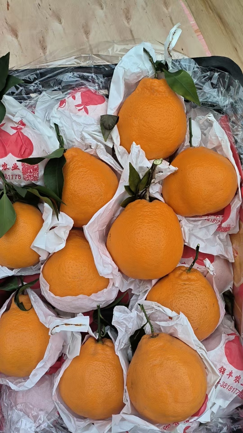 【精品】耙耙柑/春见柑橘货源充足量大从优质量保证欢迎
