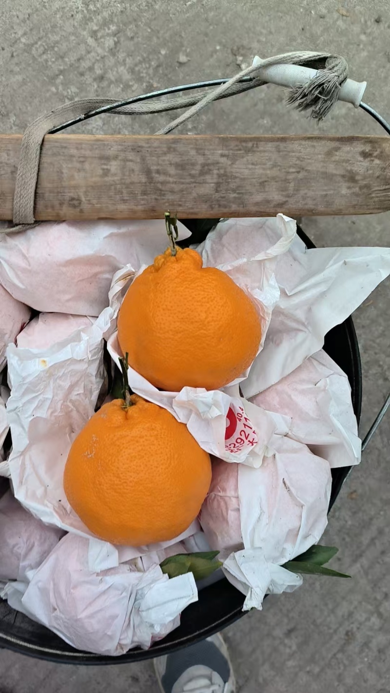 【精品】耙耙柑/春见柑橘货源充足量大从优质量保证欢迎