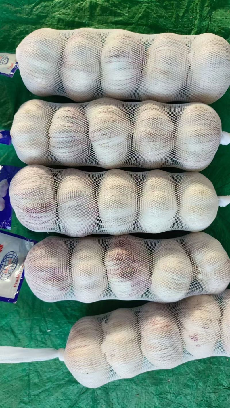 精品蒜大量有货基地直供品质优可视频看货热卖中