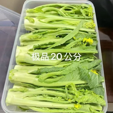 增城迟菜心