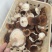 小香菌菌种
