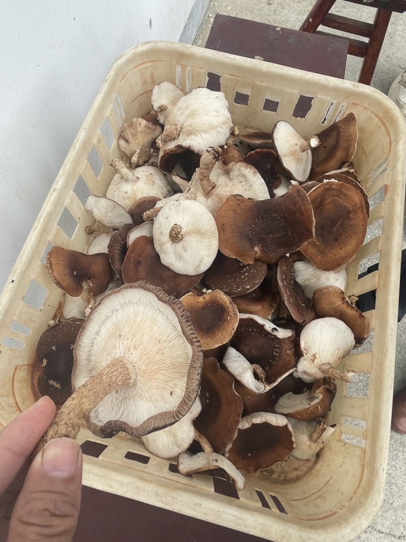 小香菌菌种