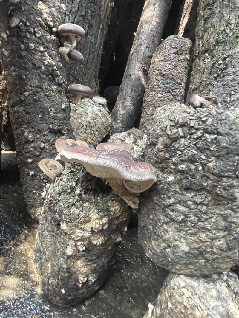 小香菌菌种