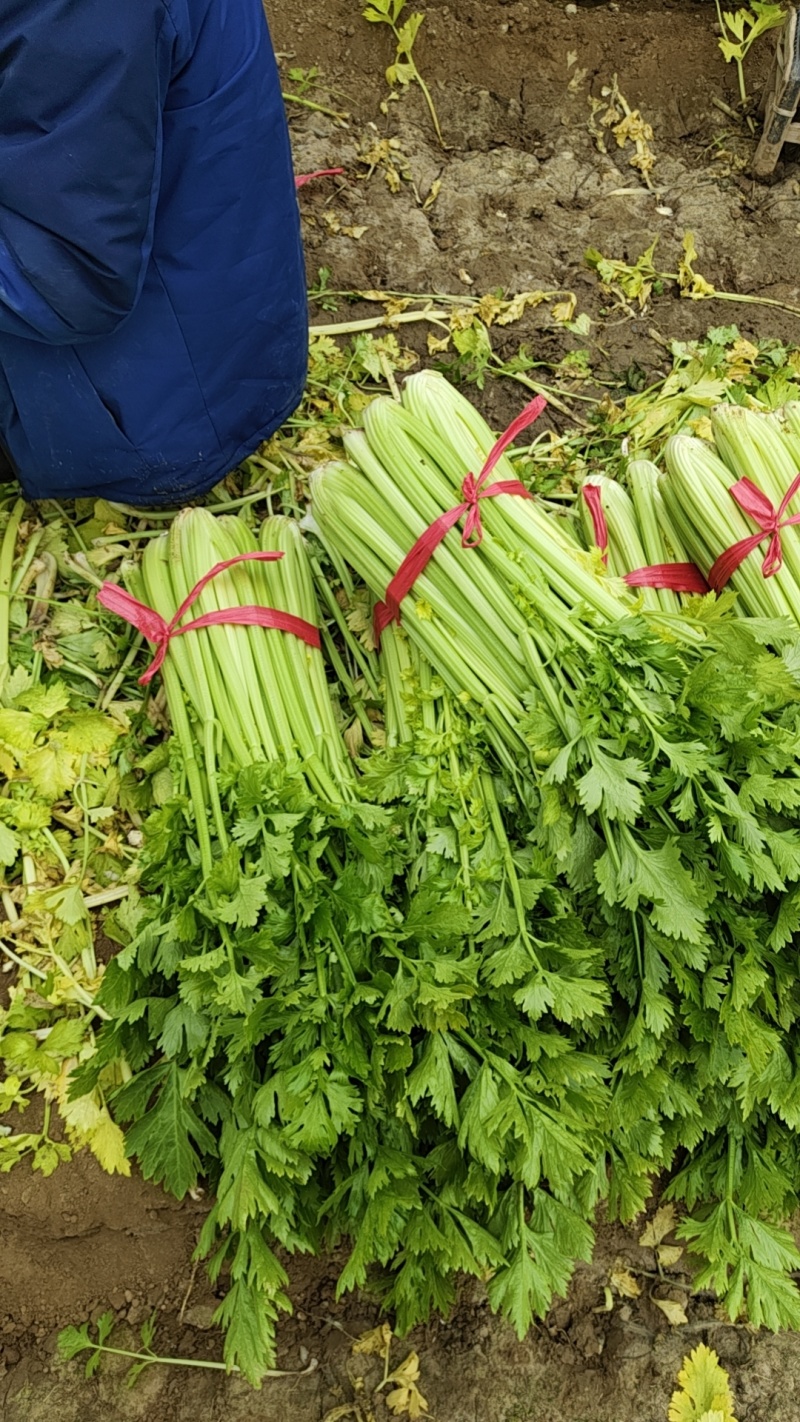 精品中棵芹菜热卖中，欢迎新老客户前来订购。价格优惠。