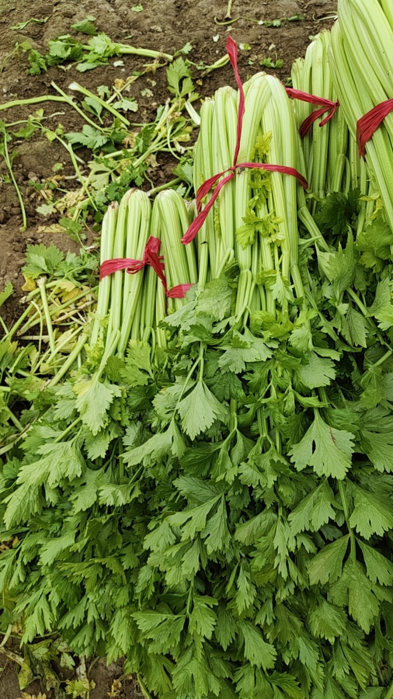 精品中棵芹菜热卖中，欢迎新老客户前来订购。价格优惠。