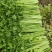 精品中棵芹菜热卖中，欢迎新老客户前来订购。价格优惠。