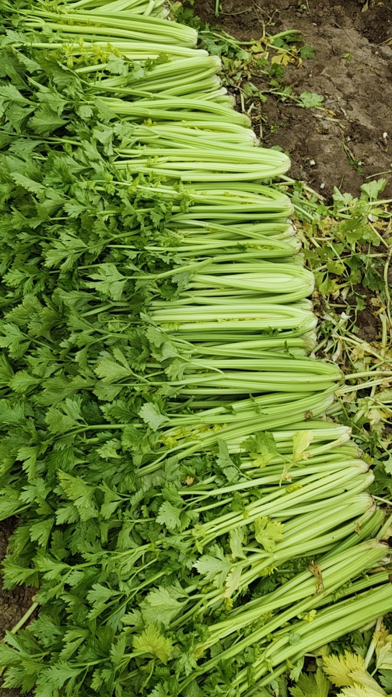 精品中棵芹菜热卖中，欢迎新老客户前来订购。价格优惠。