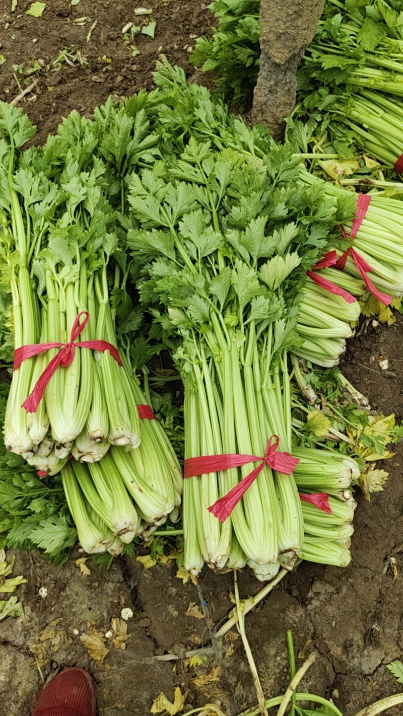 精品中棵芹菜热卖中，欢迎新老客户前来订购。价格优惠。