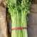 陕西大棚优质芹菜大量供应