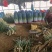 山东大葱品质保证从业几十年诚信经营量大从优