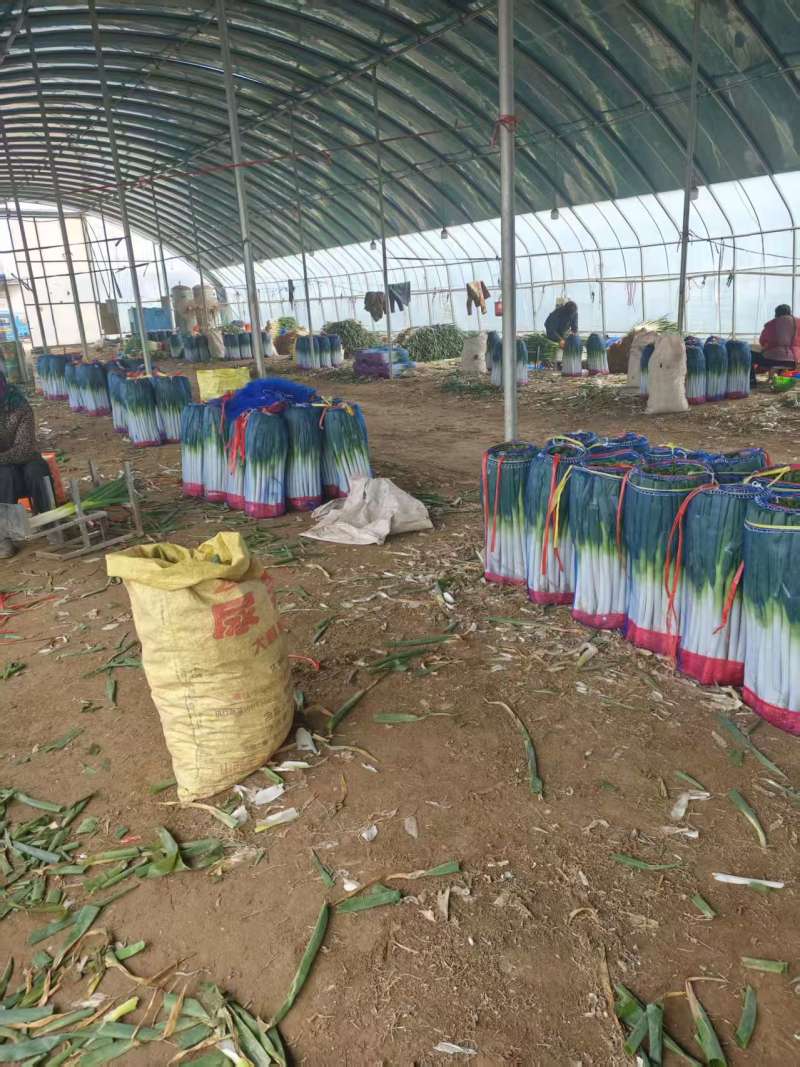 山东大葱品质保证从业几十年诚信经营量大从优