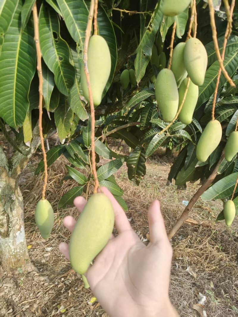 海南象牙芒果可对接一件代发工厂批发各级果均有货