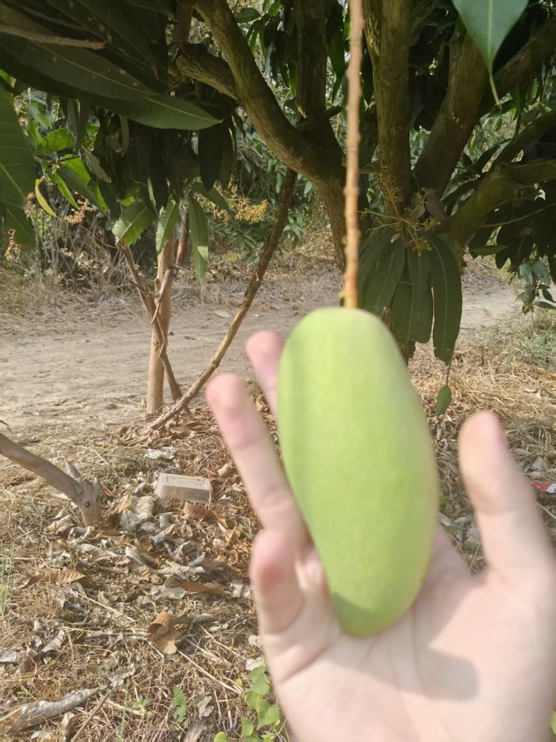 海南象牙芒果可对接一件代发工厂批发各级果均有货