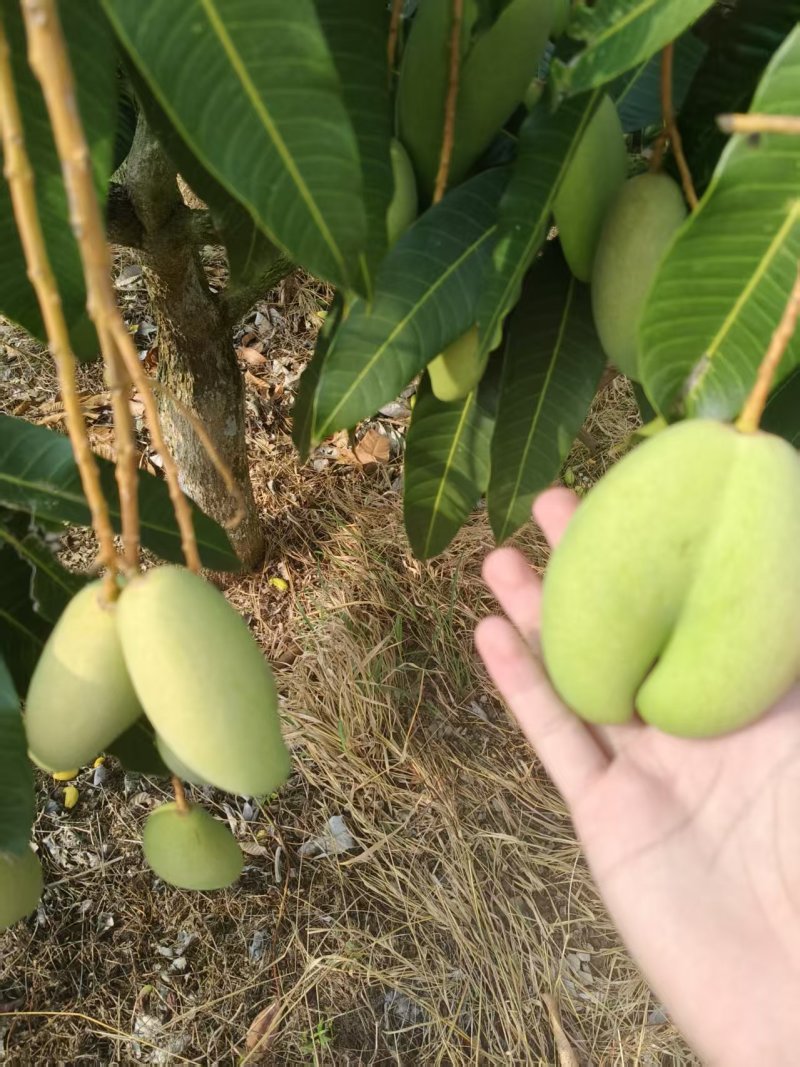 海南象牙芒果可对接一件代发工厂批发各级果均有货