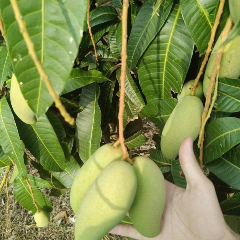 海南象牙芒果可对接一件代发工厂批发各级果均有货