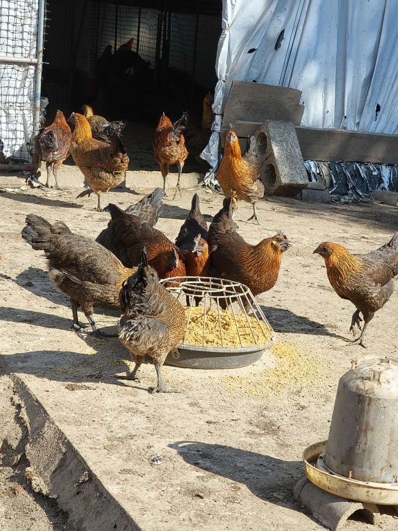 无量山黑肉土鸡