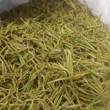 l安吉白茶、金香玉白茶、黄金茶l△