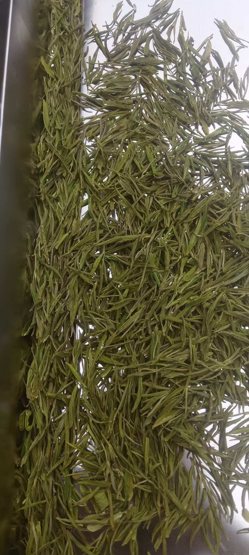 l安吉白茶、金香玉白茶、黄金茶l△