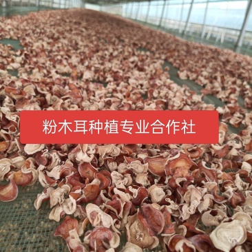 粉木耳种植基地粉耳栽培基地粉木耳养殖场粉木耳大货粉木耳现