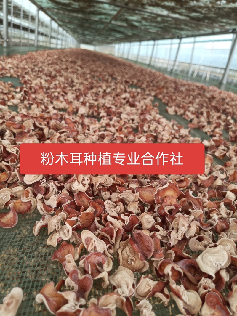 粉木耳种植基地粉耳栽培基地粉木耳养殖场粉木耳大货粉木耳现