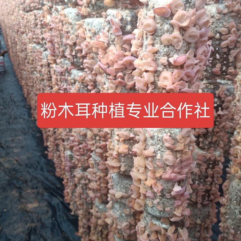 有价格优势产地自产自销粉木耳价格低现货自己种植场粉木耳