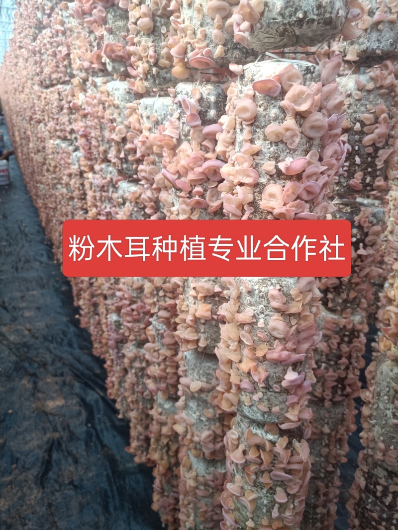 有价格优势产地自产自销粉木耳价格低现货自己种植场粉木耳