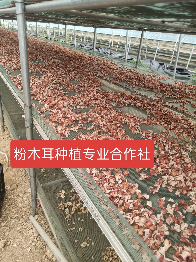 有价格优势产地自产自销粉木耳价格低现货自己种植场粉木耳