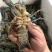 蓝龙龙虾大量现供应(一手货源)量大价优,欢迎电联