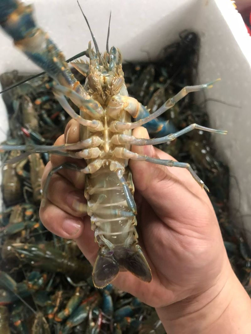 蓝龙龙虾大量现供应（一手货源）量大价优，欢迎电联