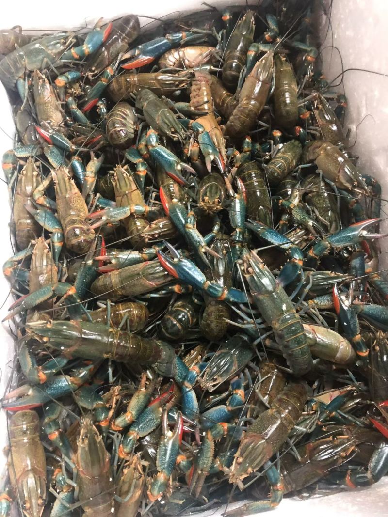 蓝龙龙虾大量现供应（一手货源）量大价优，欢迎电联