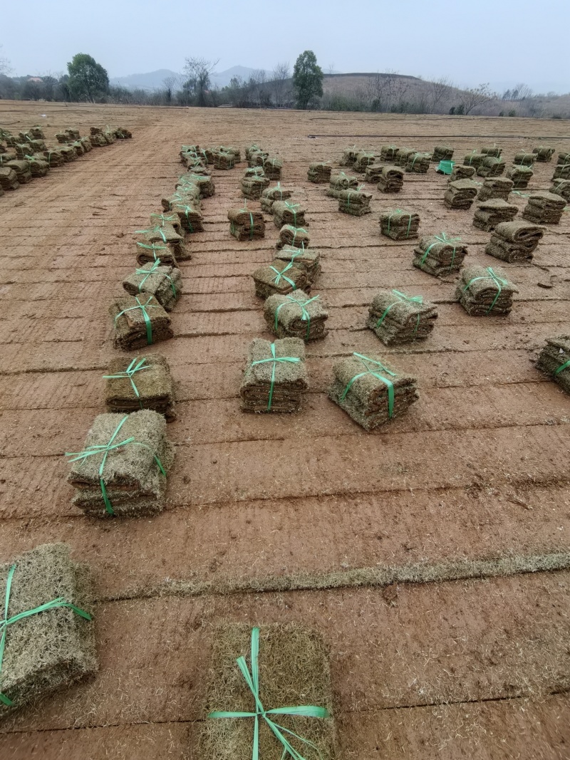 马尼拉草坪，