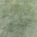 马尼拉草坪，