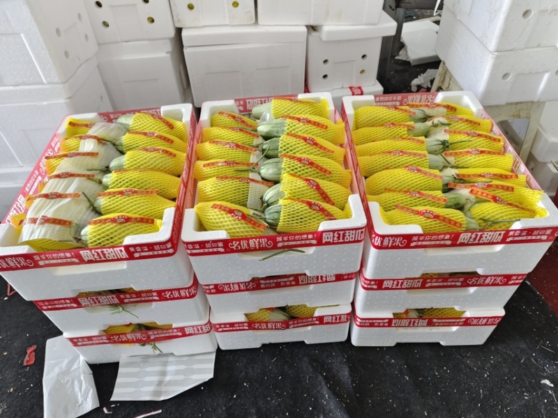 山东羊角蜜甜瓜博洋系列对接市场商超团购集采