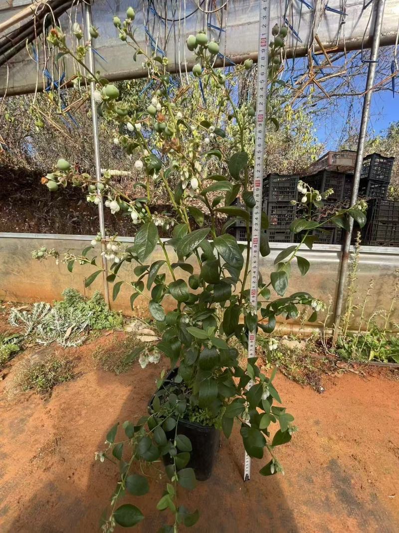 蓝莓苗L25开花苞挂果F6极早熟大果硬度高脆性好甜度高酸