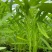大禹杭研三叉空心菜种子株型直立粗梗脆嫩中叶空心菜种子