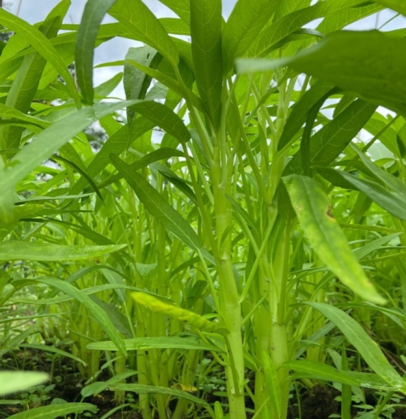 大禹杭研三叉空心菜种子株型直立粗梗脆嫩中叶空心菜种子