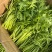 安徽小叶茼蒿基地直发对接全国量大从优一条龙服务