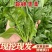 《大叶菠菜》安徽基地直发对接全国保质保量一条龙服务