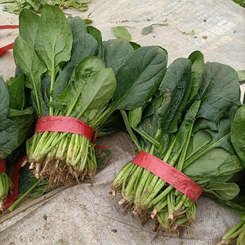 《大叶菠菜》安徽基地直发对接全国保质保量一条龙服务