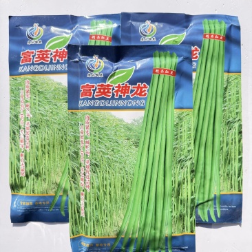 四季长豇豆种籽肉厚鲜嫩高产春秋播种长豇豆种籽大田基地种植