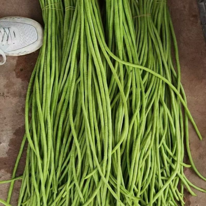 优胜700豇豆种子翠绿色厚肉长豇豆种子产量高光泽度好