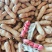 粮花2号(四粒荭)花生种子高产红皮红衣鲜食榨油两用花生种