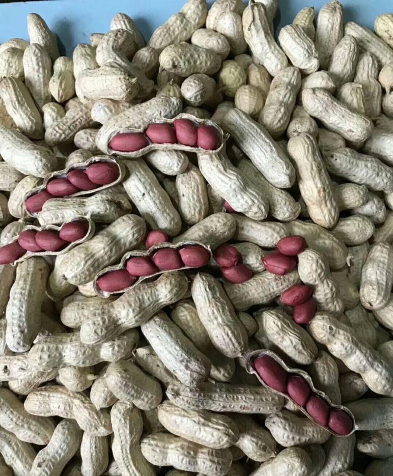 粮花2号(四粒荭)花生种子高产红皮红衣鲜食榨油两用花生种