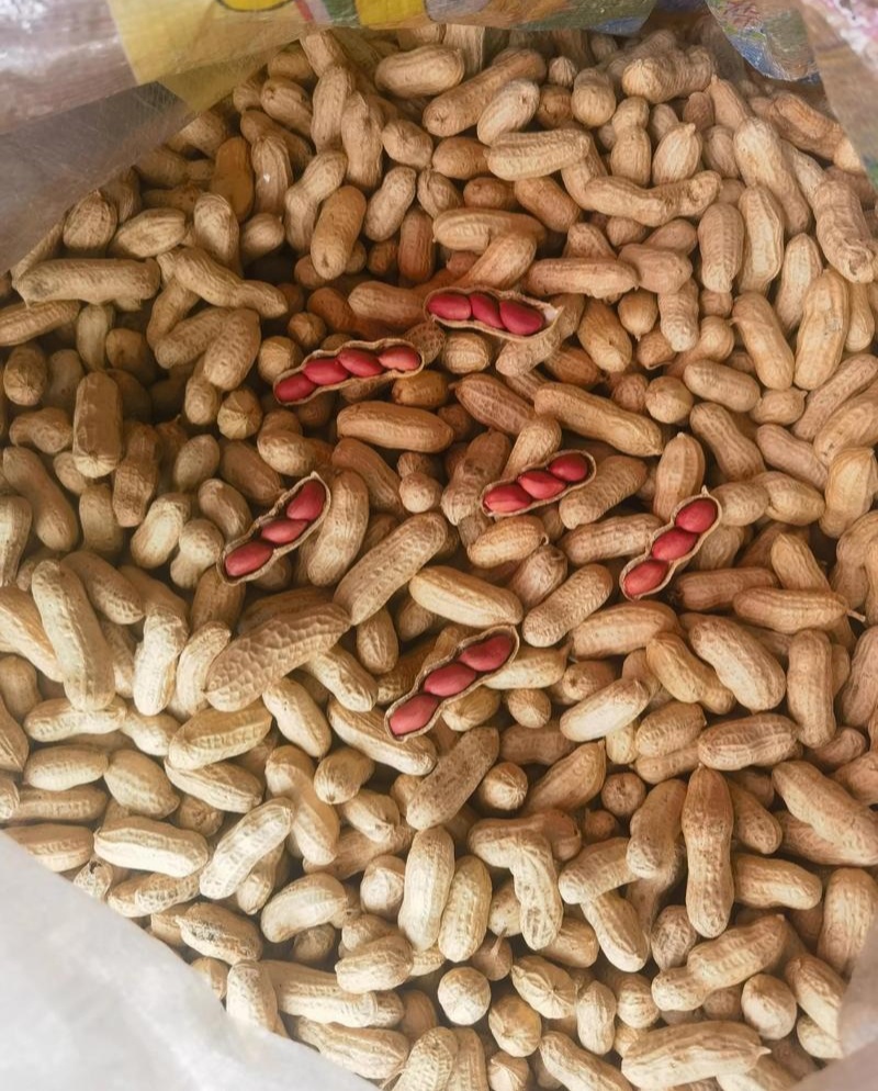 粮花2号(四粒荭)花生种子高产红皮红衣鲜食榨油两用花生种
